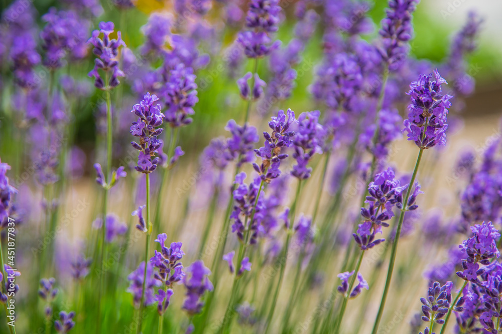 Obraz premium Lavender flowers are bright purple in close-up, in the background. 