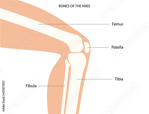 Knee bone anatomy