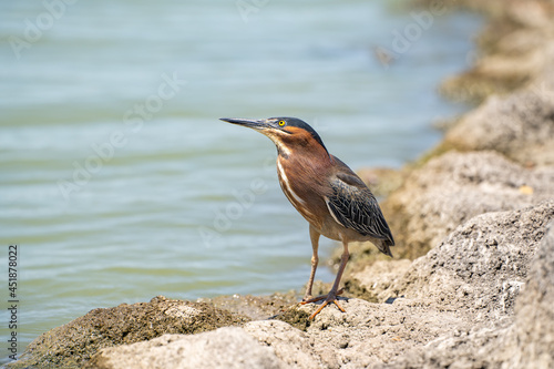 Green heron (Butorides striatus) stands on a stone in a lake.