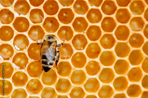 Macro photo of working bees on honeycombs. Beekeeping and honey production image © Aleksandr Rybalko