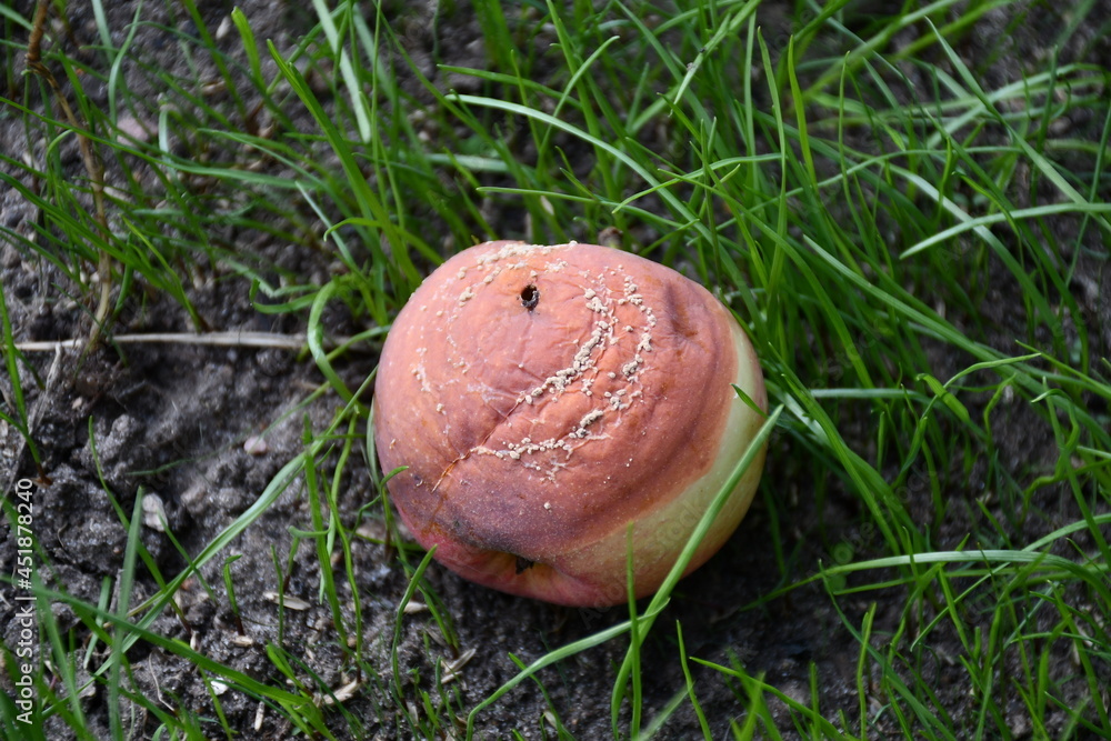 An apple affected by the disease, on the green grass in the garden. A sick spoiled apple in close-up. Fruit rot (moniliosis) of fruit trees. An apple affected by the disease, on the green grass in the garden. A sick spoiled apple in close-up. Fruit rot (moniliosis) of fruit trees.