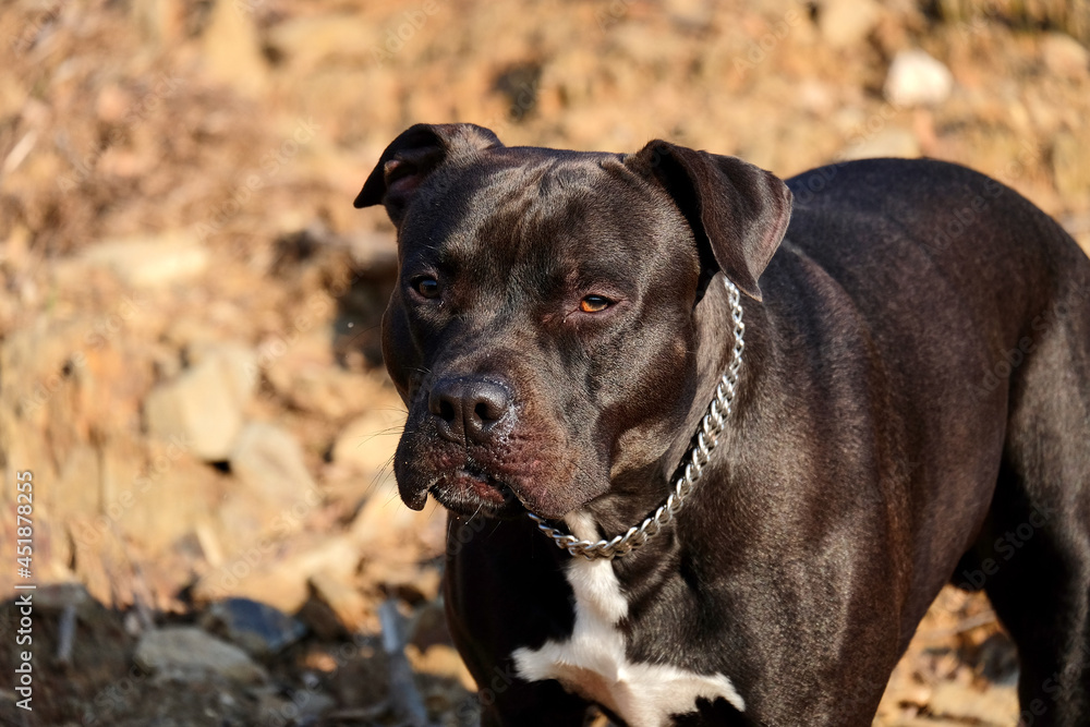 American Staffordshire Terrier of black color and white chest in the field, is a canine breed native to the United States. considered potentially dangerous