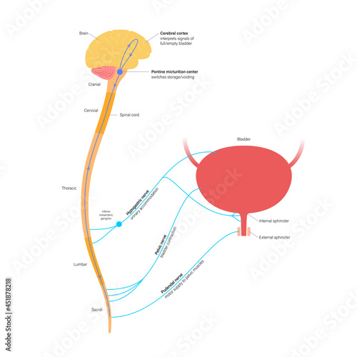 Micturition neural control