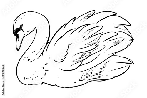 White swand, hand drawn monochrome vector