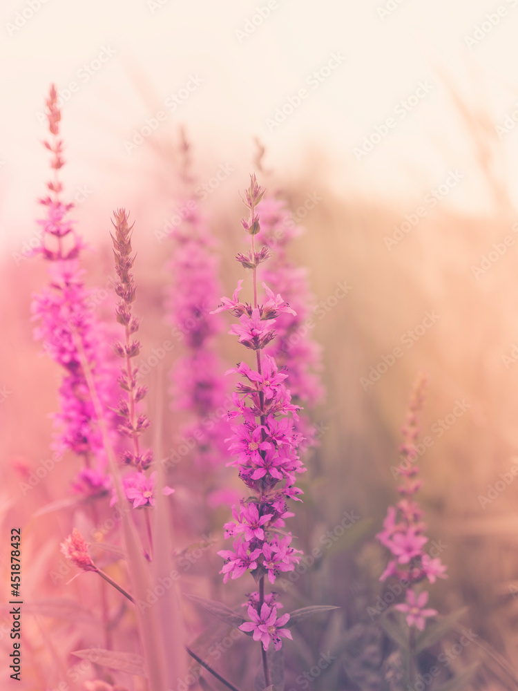 Obraz premium Pink wildflowers on warn retro-style backdrop. Purple Loosestrife or Lythrum salicaria flower heads in the dried wild plant field
