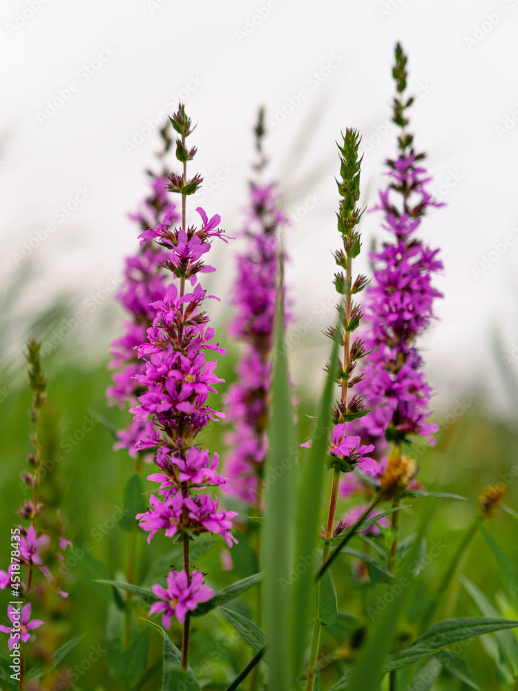 Obraz premium Purple Loosestrife or Lythrum salicaria flower heads in the green field