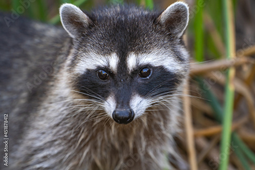 Close-up of a raccoon. Wildlife photography. © Olga