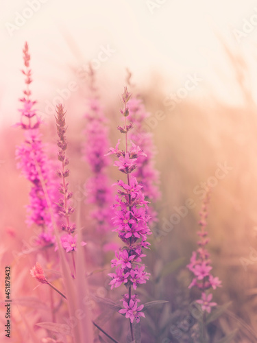 Pink wildflowers on warn retro-style backdrop. Purple Loosestrife or Lythrum salicaria flower heads in the dried wild plant field