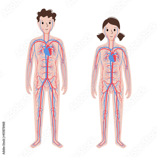 Human circulatory system
