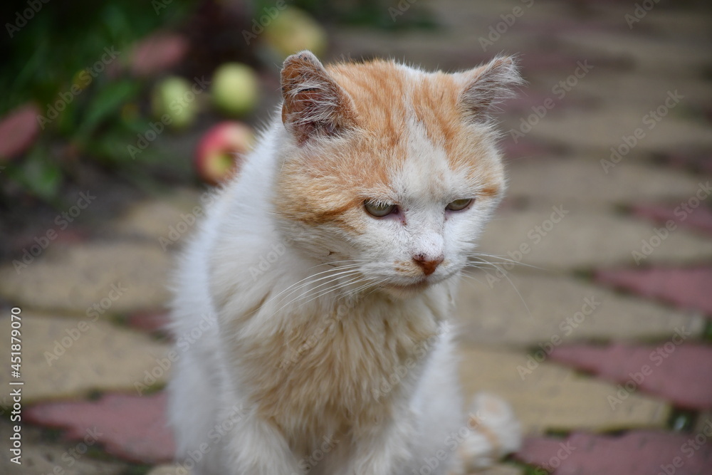 Old white cat with red spots on the path, lined with shaped tiles, in the autumn garden in the country