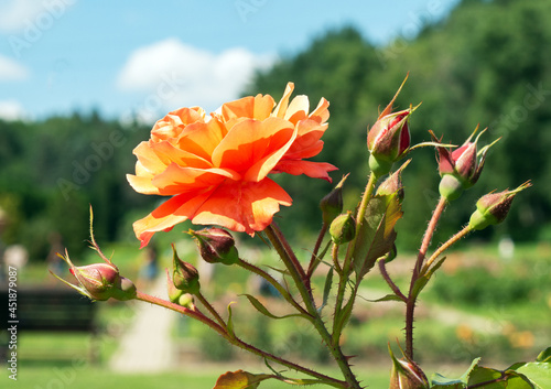 Orange roses with unopened buds in a flower bed against the blue sky.