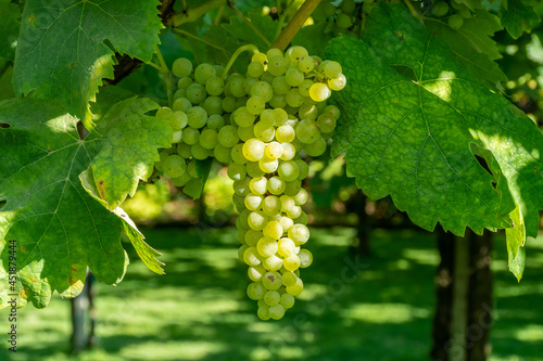 Wallpaper Mural Bunches of white wine muscat grapes ripening on vineyards near Terracina, Lazio, Italy Torontodigital.ca