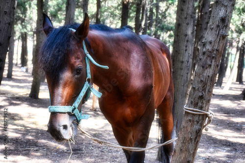 A bright brown healthy young horse tied to a tree in the forest