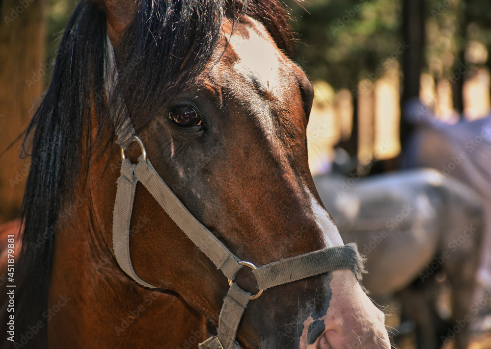 Close-up horse head and a healthy bright-skinned brown horse with sad eyes Close-up horse head and a healthy bright-skinned brown horse with sad eyes