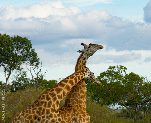Photography Giraffes on Kenyan Safari