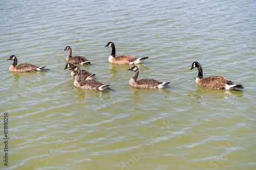 Grown Canadian goslings swim with their parents on the lake. 