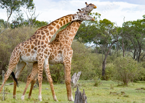 Giraffes on Kenyan Safari