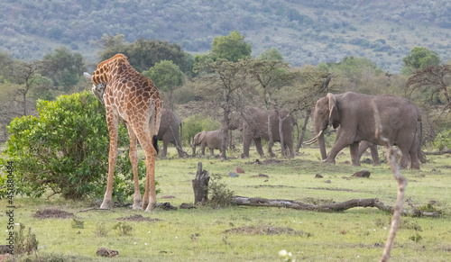 Giraffes on Kenyan Safari