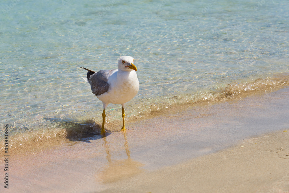 Seagull on the tropical sandy beach in Crete. Seagull on the tropical sandy beach in Crete.
