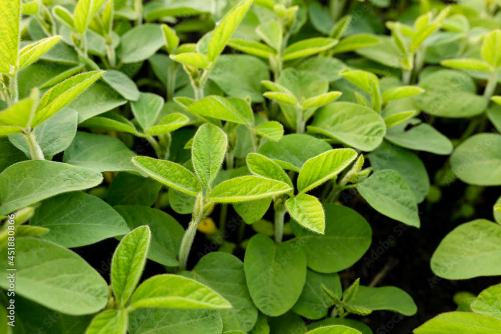 Soybean sprouts are young green on the field. Concept of organic farming, agriculture. Soybean sprouts are young green on the field. Concept of organic farming, agriculture.