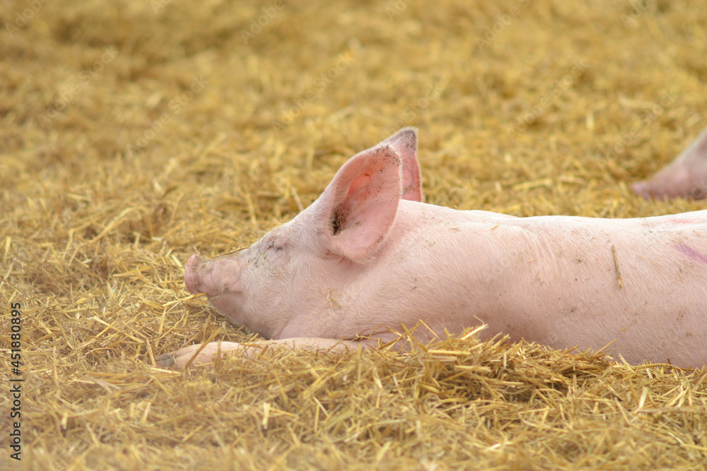 a pig is sleeping on dry straw on a farm. a pig is sleeping on dry straw on a farm.