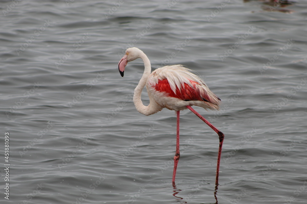 Obraz premium Bird life at the coast