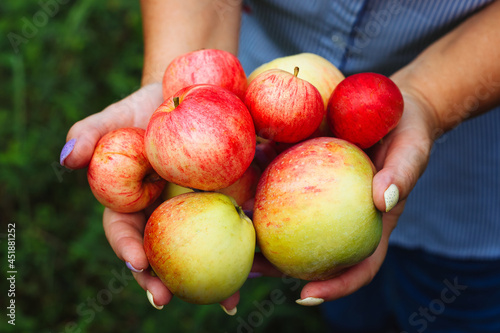 Ripe organic green and red apples in hands in the garden. Harvesting fruit.