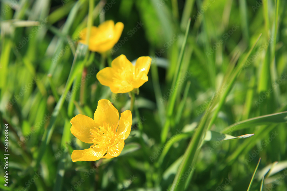 Three yellow field flowers in the green grass. Three yellow field flowers in the green grass.