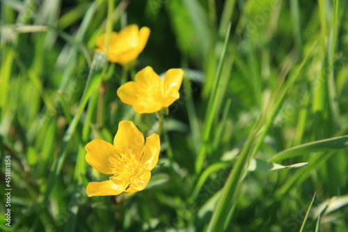 Three yellow field flowers in the green grass.