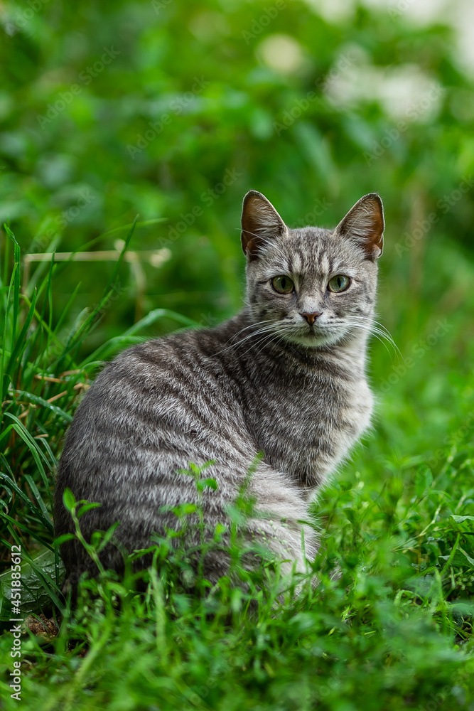 cat on the grass