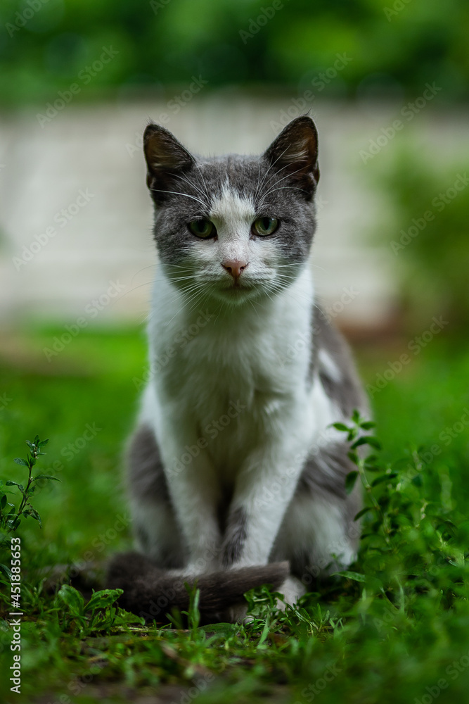 cat on the grass