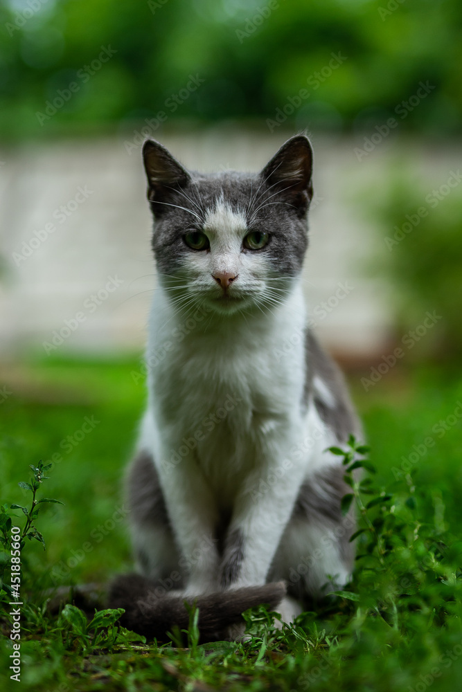 cat on the grass