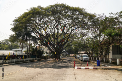 a big tree in the middle of the road