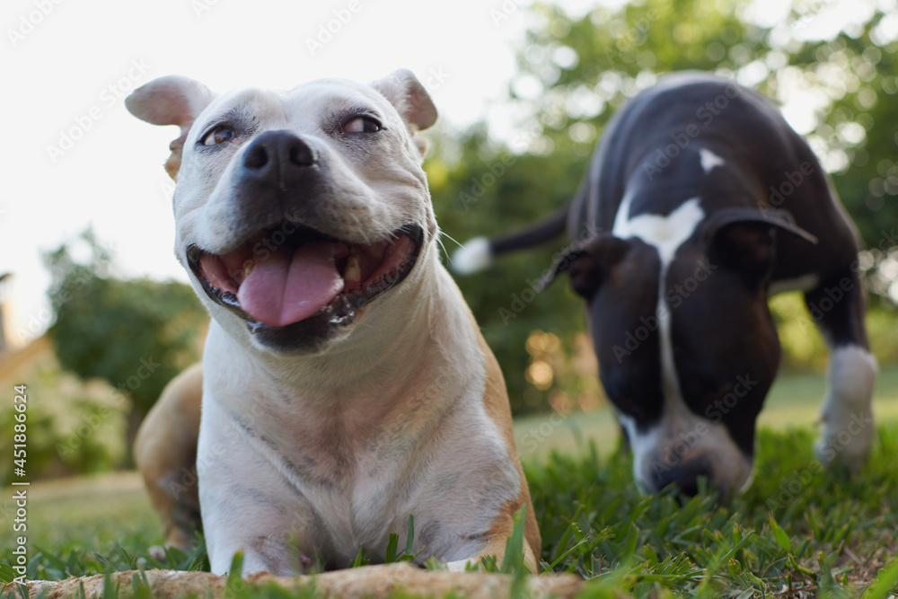 American staffordshire terrier dogs playing in a garden with a wooden stick