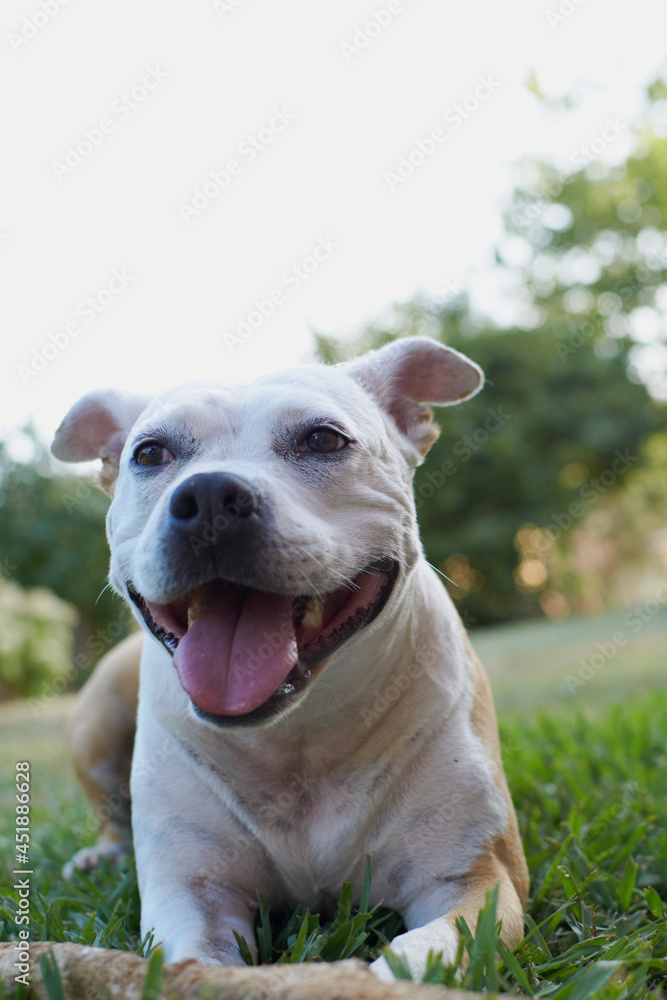 Brown and white american staffordshire terrier dog playing in a garden with a wooden stick