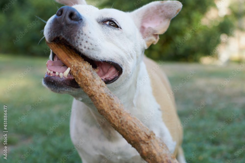 Brown and white american staffordshire terrier dog playing in a garden with a wooden stick Brown and white american staffordshire terrier dog playing in a garden with a wooden stick