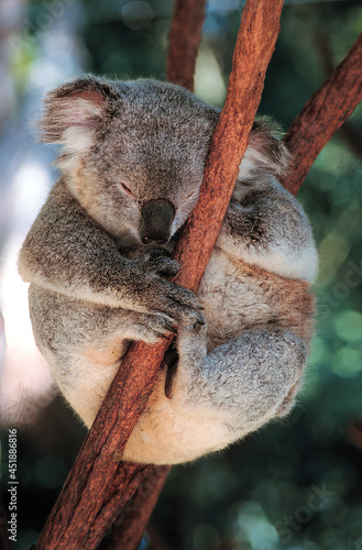 A koals, or, inaccurately, koala bear, is an arboreal herbivorous marsupial native to Australia, sleepingin a tree near Sidney, Australia © Bob