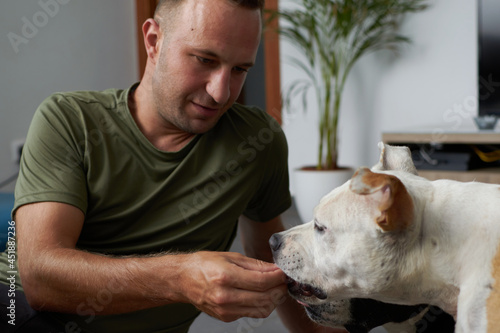 Man with a brown and white american staffordshire terrier dog giving a treat in a home