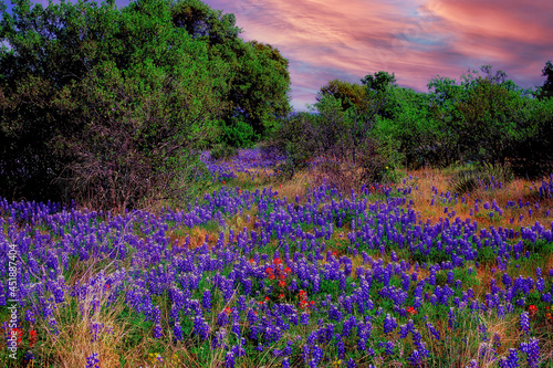 A field of Texas bluebells at sunset, near Austin Texas