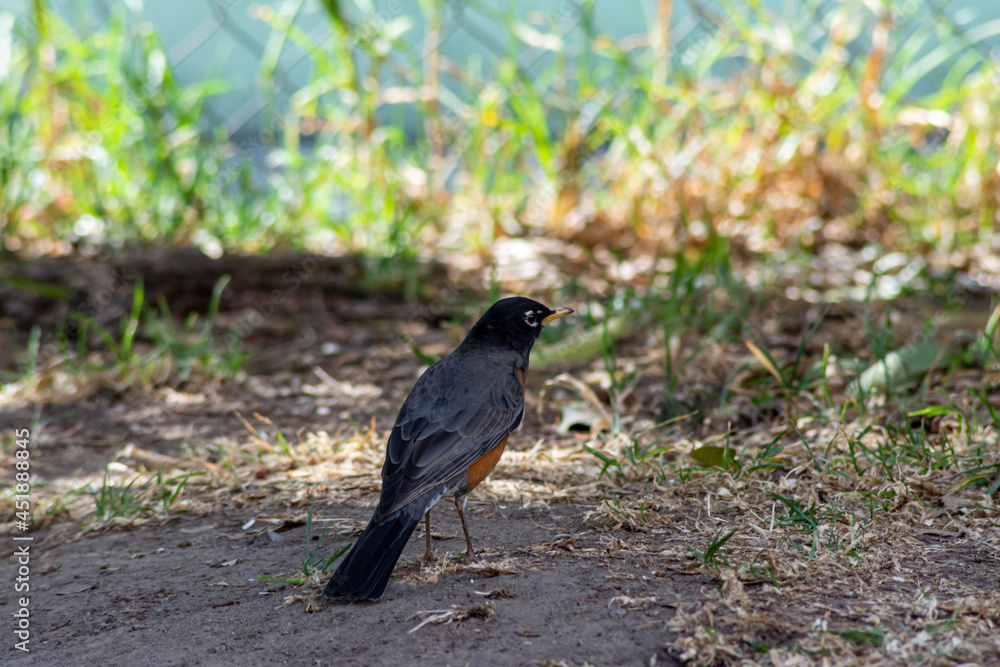 Pájaro descansando en el bosque antes de continuar la migración en un día de invierno, se encuentra disfrutando un día soleado Pájaro descansando en el bosque antes de continuar la migración en un día de invierno, se encuentra disfrutando un día soleado
