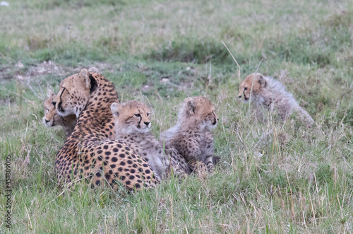 Cheetah Mother with Cubs