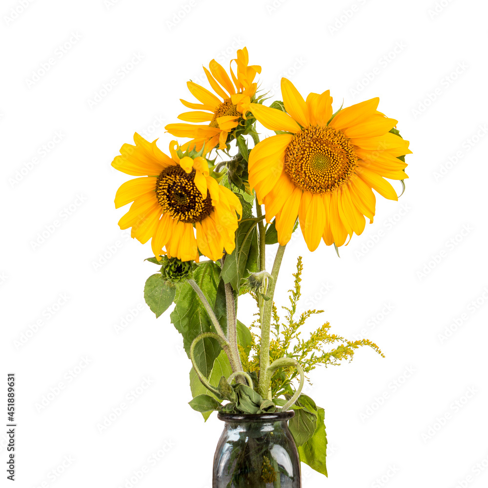 Obraz premium Annual sunflower, Oilseed sunflower is a species of herbaceous plants from the genus Sunflower of the Asteraceae family, isolated on a white background