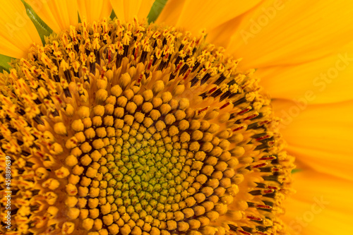 Annual sunflower is grown for the production of sunflower oil from seeds  which is then used for cooking and for technical needs  sunflower close-up  solid background