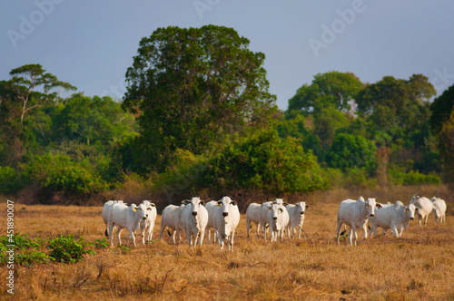 A couple of cows up front