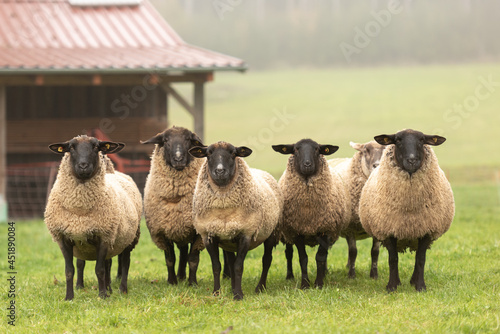 Fototapeta a cute group of sheep on a pasture stand next to each other and look into the ca