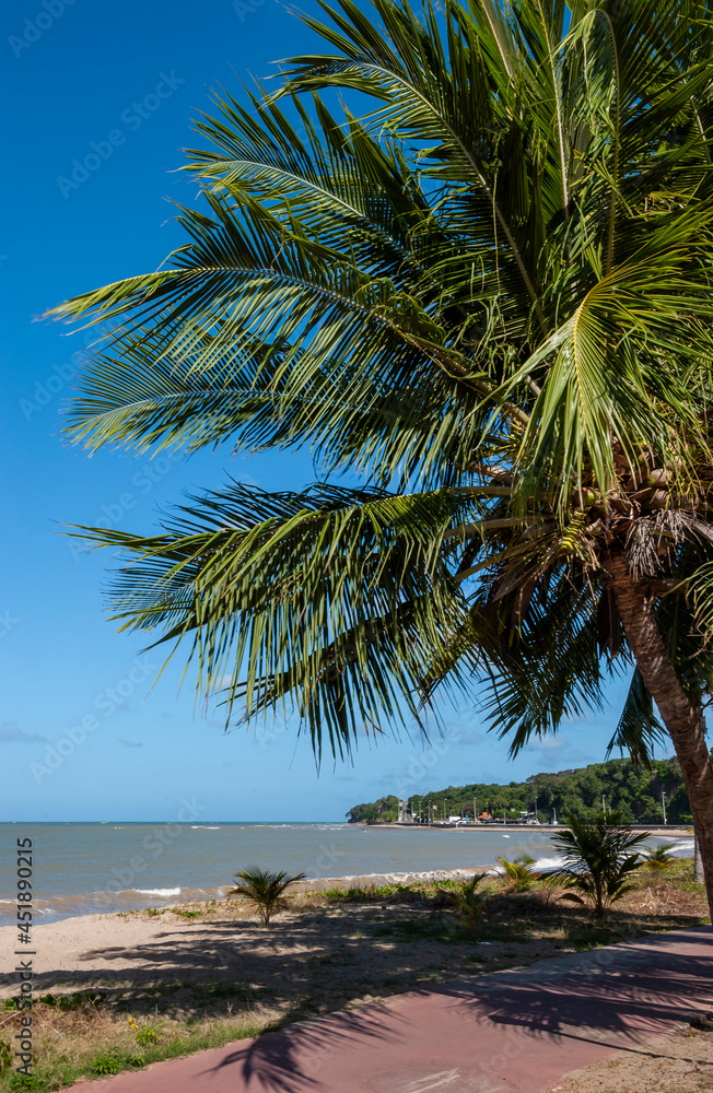 Fototapeta premium Joao Pessoa, Paraiba, Brazil, on November 5, 2004. Coconut grove on Cabo Branco beach.