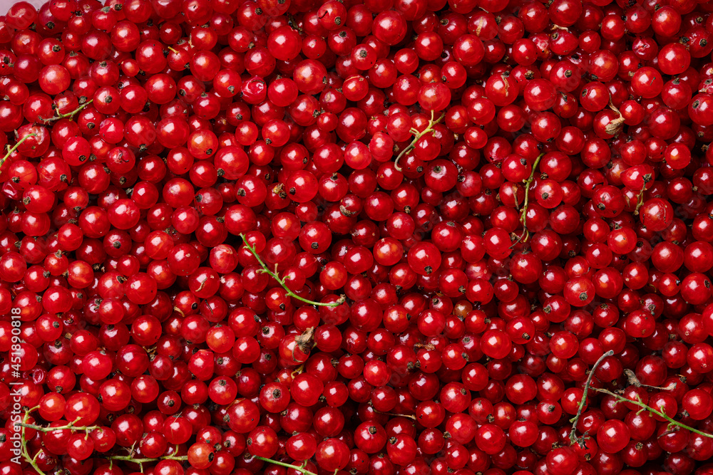 Background with many ripe juicy red currant berries. Background with many ripe juicy red currant berries.