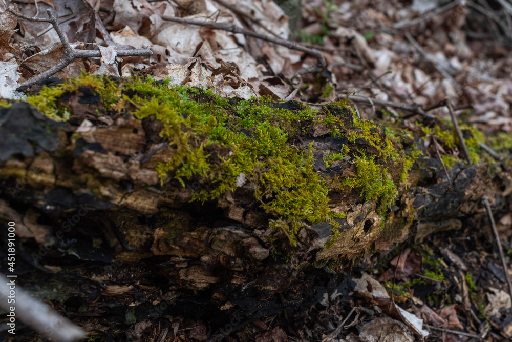 moss on tree moss on tree