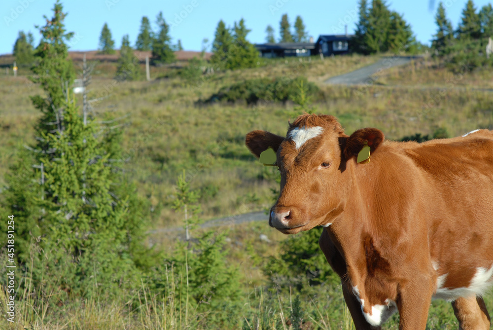 A close up portrait of a brown, hornless dairy cow against a backdrop of a countryside. There is a farm in the distance. A close up portrait of a brown, hornless dairy cow against a backdrop of a countryside. There is a farm in the distance.