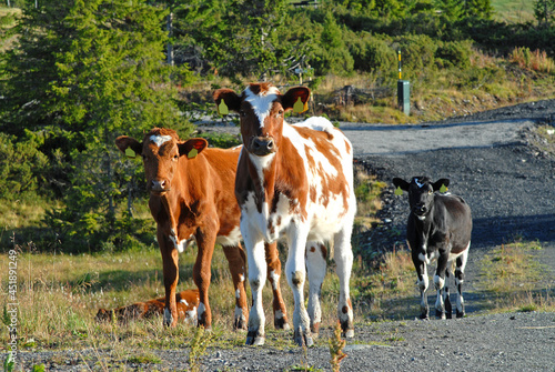 Three cute young calves stand on the road close to a forest looking curiously into the camera. Ecological livestock.
